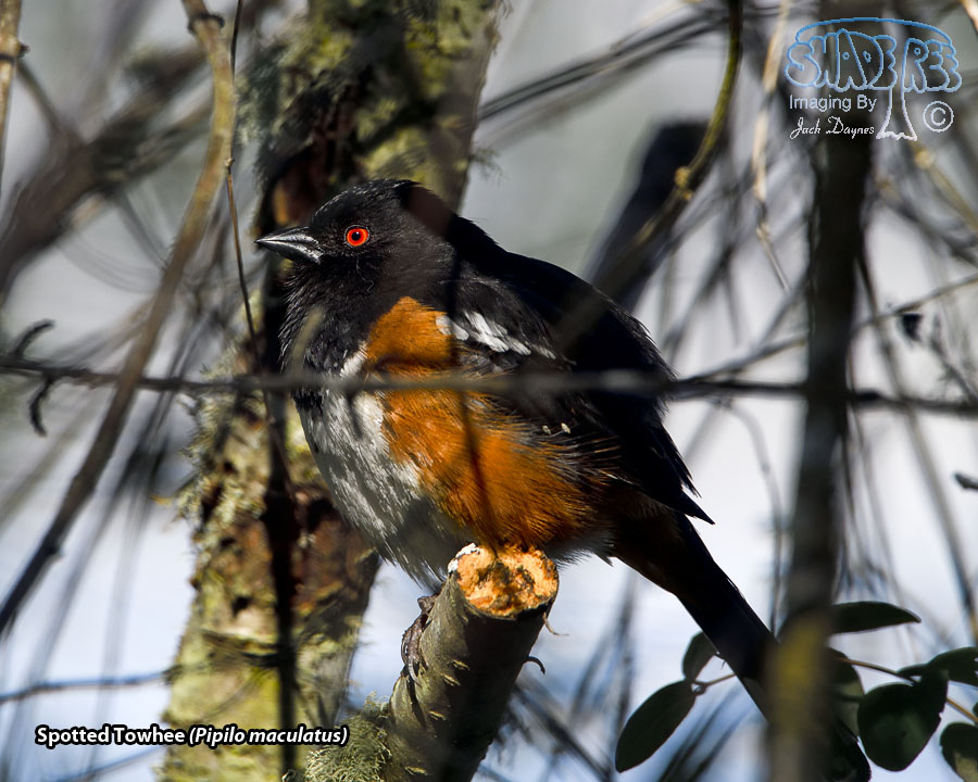 Spotted Towhee - Pipilo maculatus