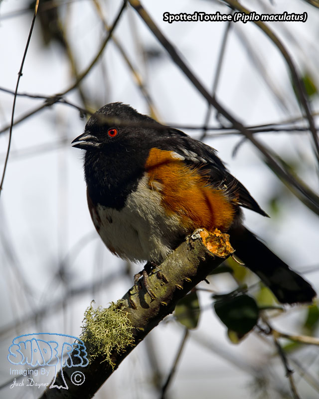 Spotted Towhee - Pipilo maculatus