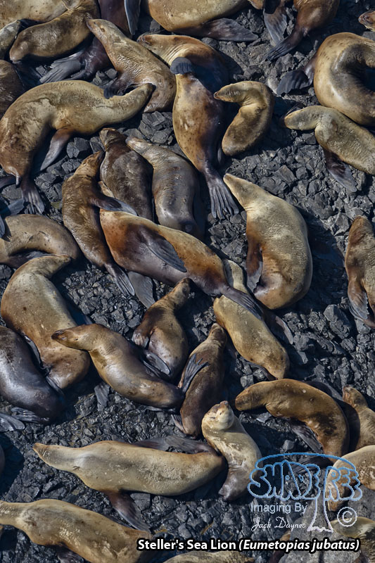 Steller's Sea Lion - Eumetopias jubatus