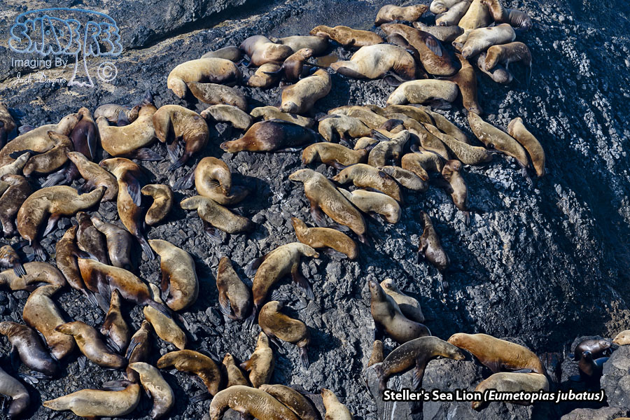 Steller's Sea Lion - Eumetopias jubatus