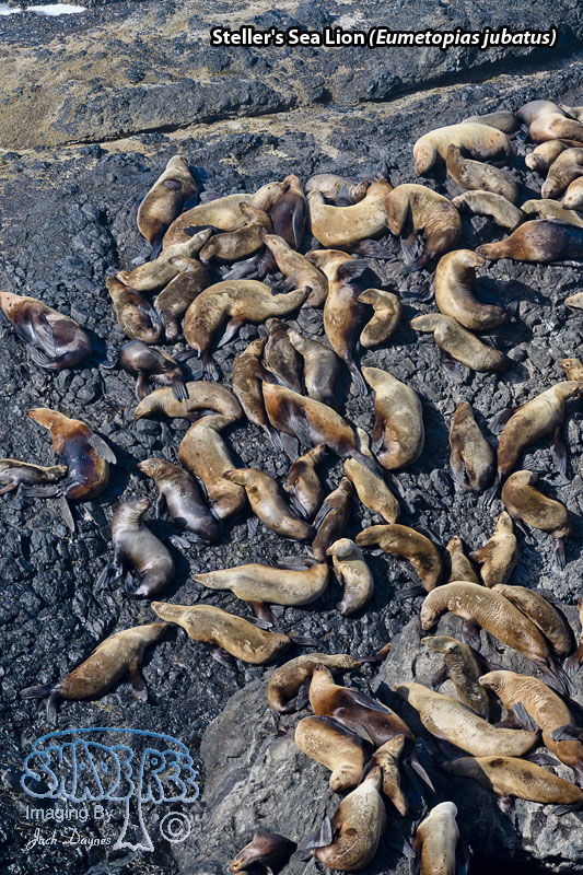 Steller's Sea Lion - Eumetopias jubatus