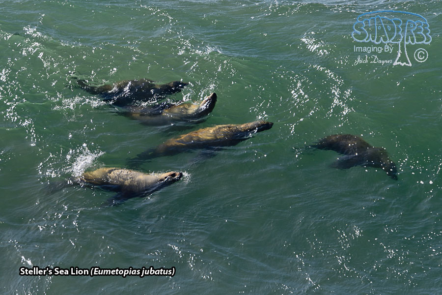 Steller's Sea Lion - Eumetopias jubatus