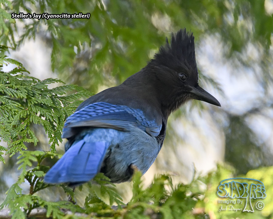 Steller's Jay - Cyanocitta stelleri