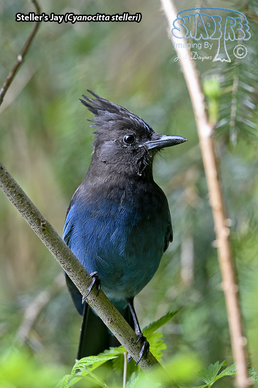 Steller's Jay - Cyanocitta stelleri