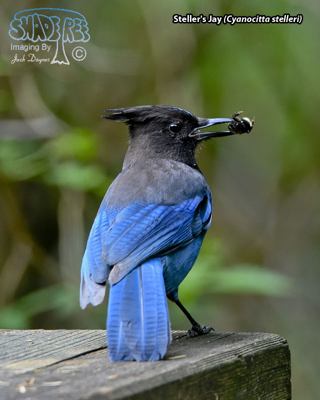 Steller's Jay - Cyanocitta stelleri