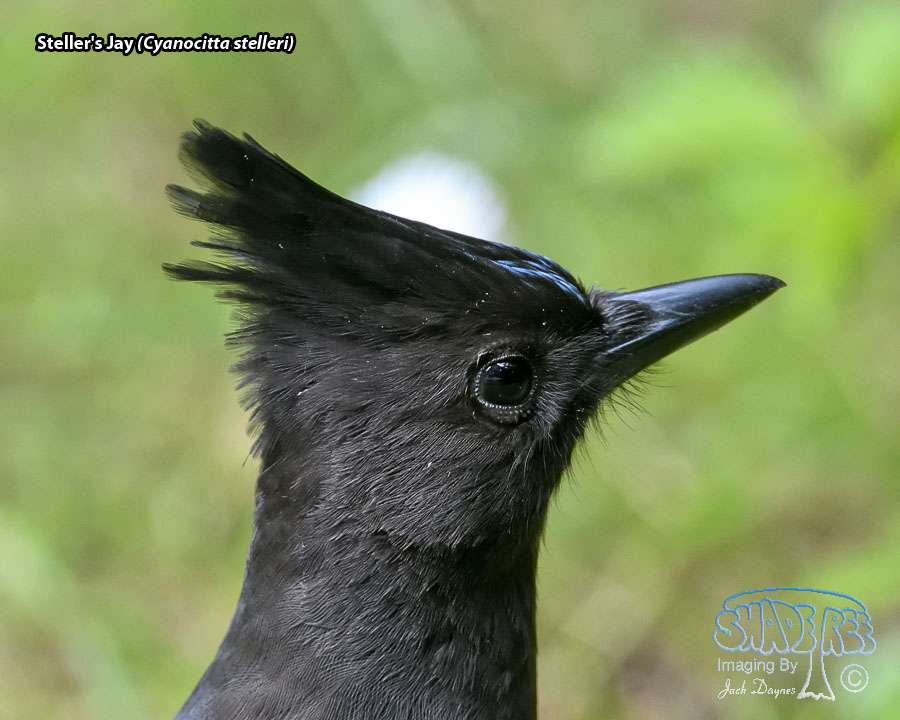 Steller's Jay - Cyanocitta stelleri