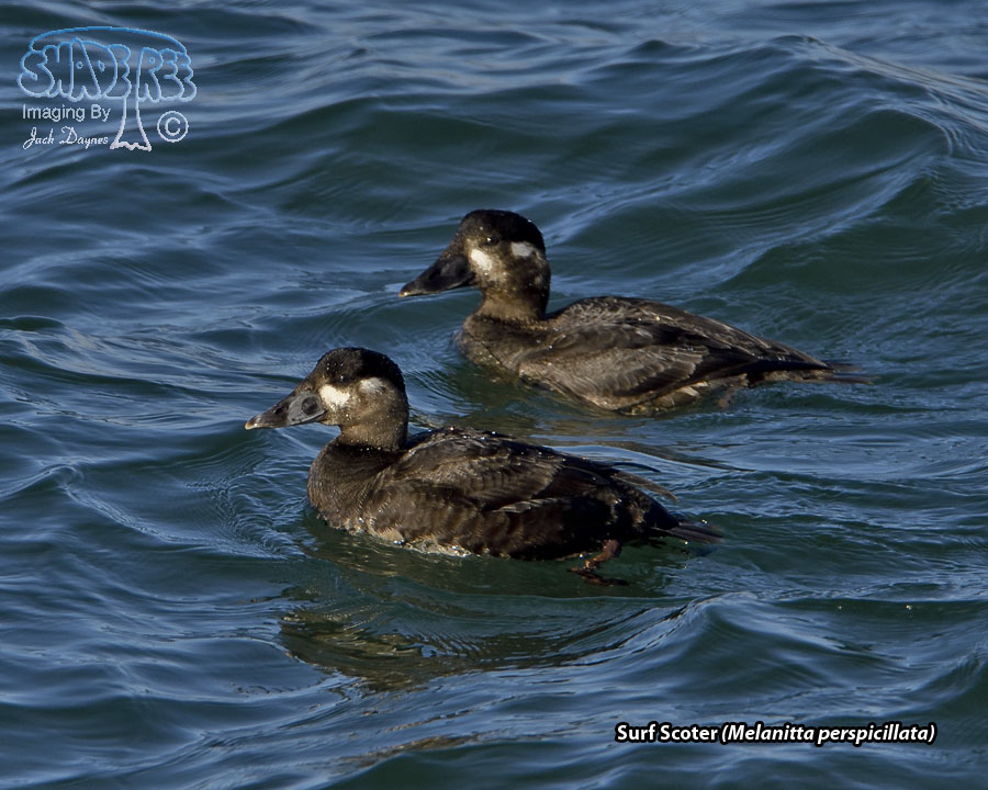 Surf Scoter - Melanitta perspicillata