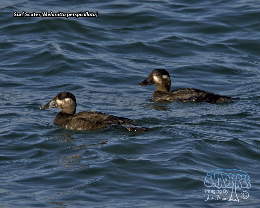 Surf Scoter - Melanitta perspicillata