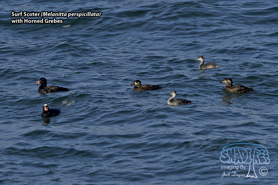 Surf Scoter - Melanitta perspicillata