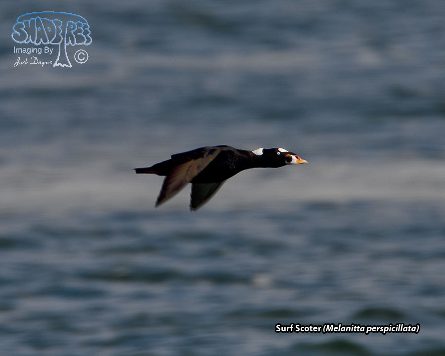 Surf Scoter - Melanitta perspicillata