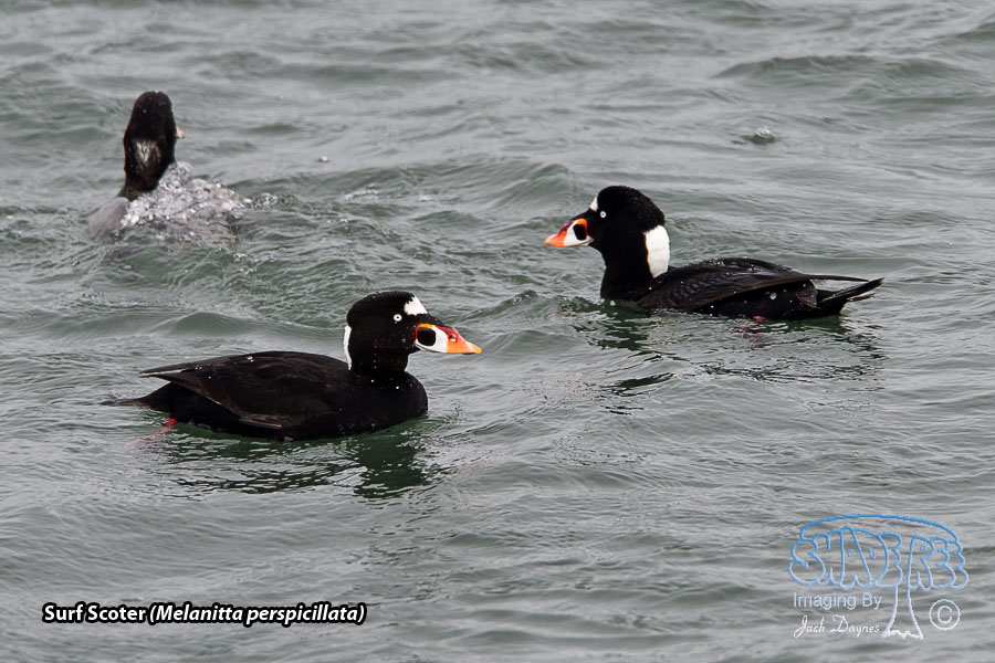 Surf Scoter - Melanitta perspicillata