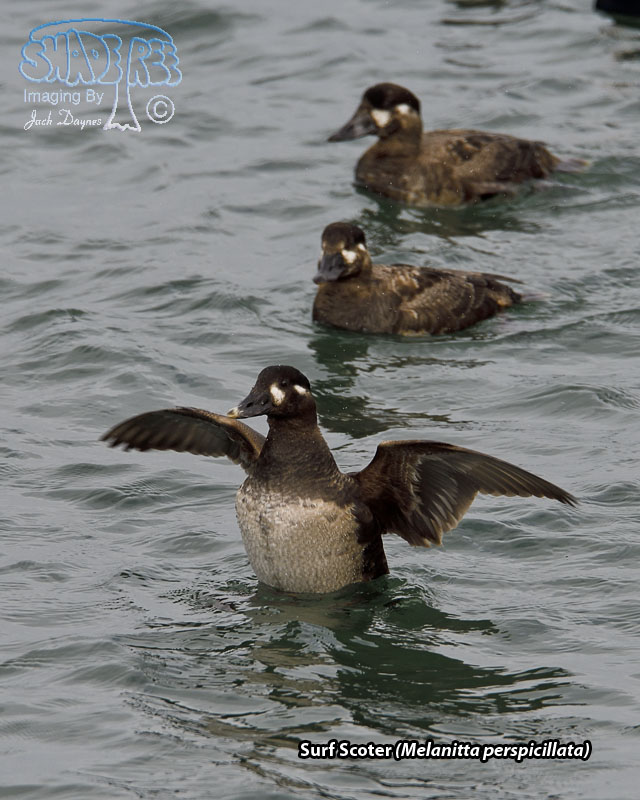 Surf Scoter - Melanitta perspicillata