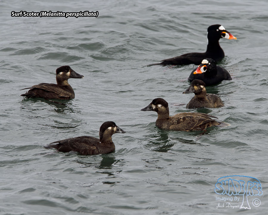 Surf Scoter - Melanitta perspicillata