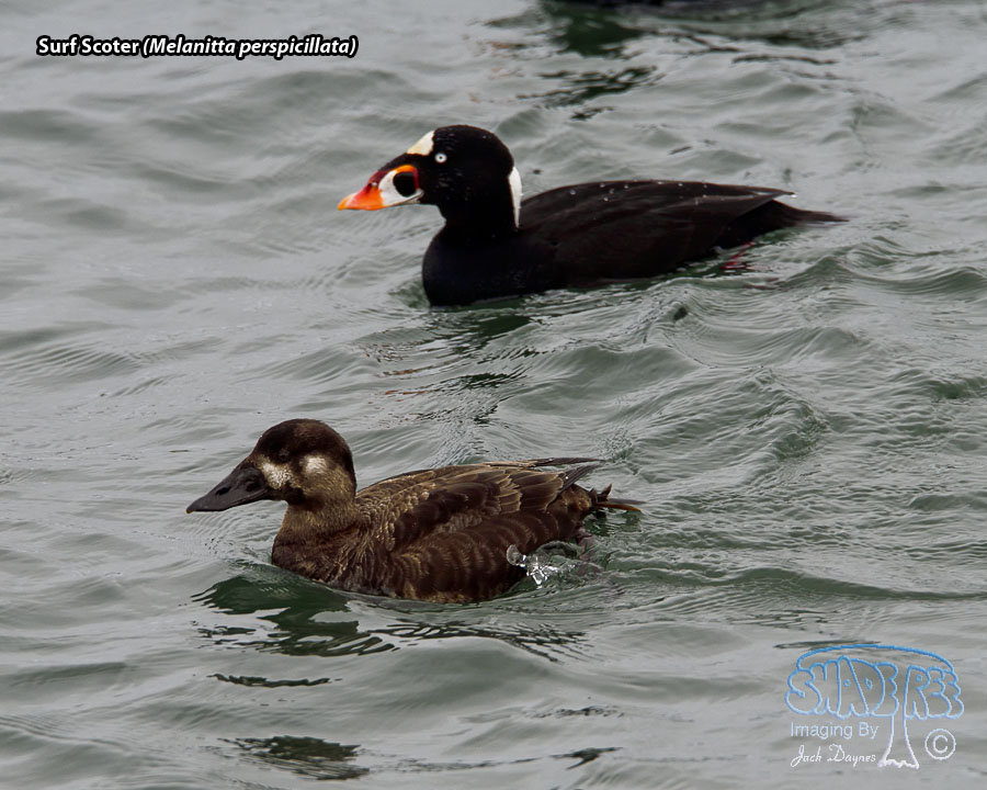 Surf Scoter - Melanitta perspicillata