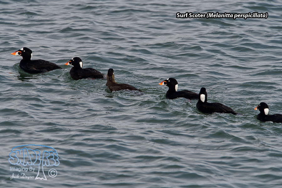 Surf Scoter - Melanitta perspicillata