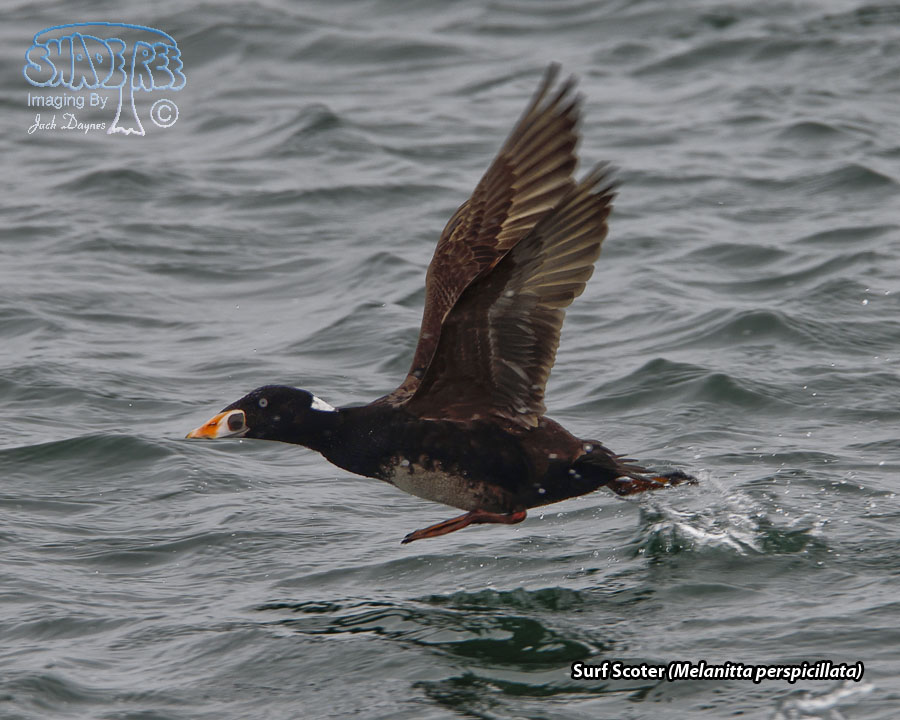 Surf Scoter - Melanitta perspicillata