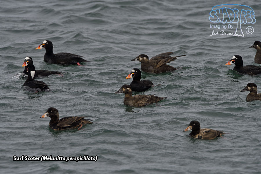 Surf Scoter - Melanitta perspicillata