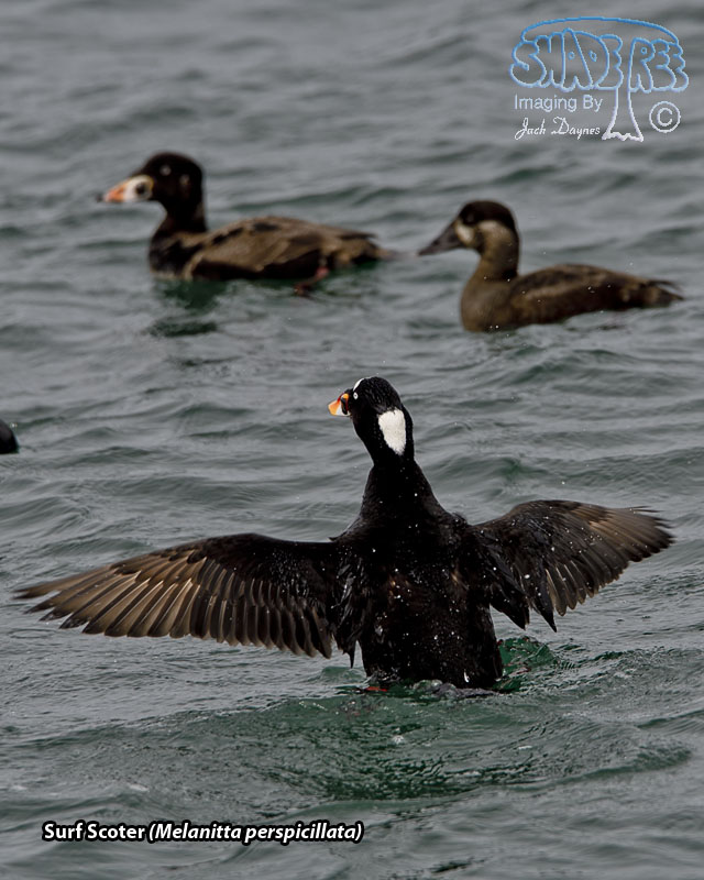 Surf Scoter - Melanitta perspicillata