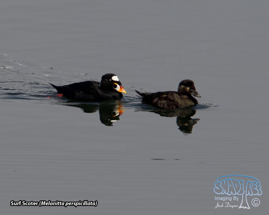 Surf Scoter - Melanitta perspicillata