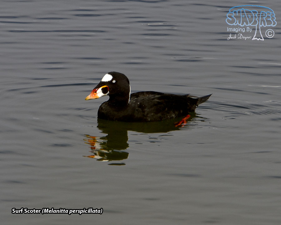 Surf Scoter - Melanitta perspicillata
