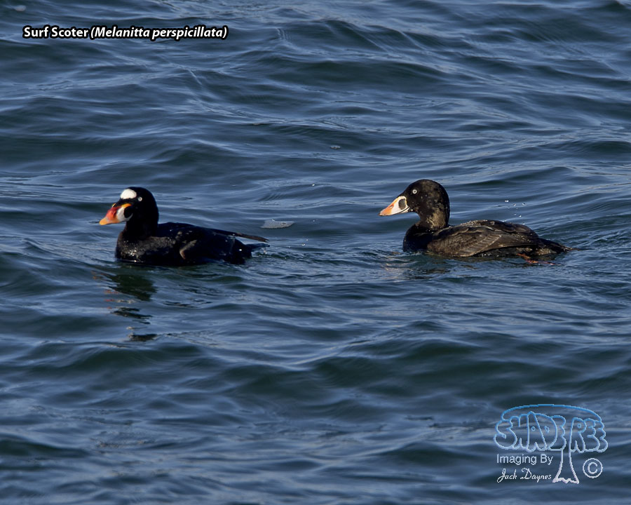 Surf Scoter - Melanitta perspicillata
