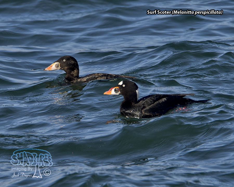Surf Scoter - Melanitta perspicillata