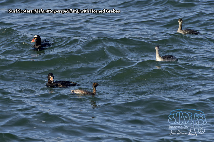 Surf Scoter - Melanitta perspicillata