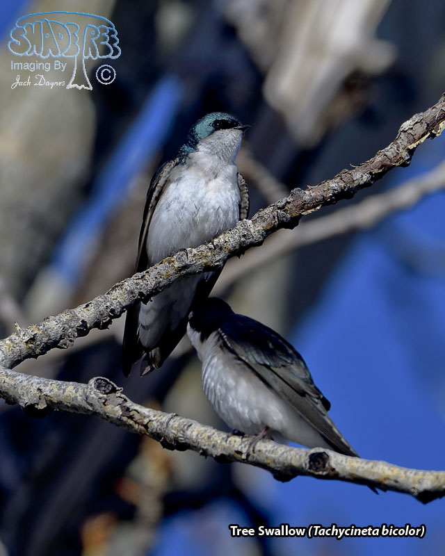 Tree Swallow - Tachycineta bicolor