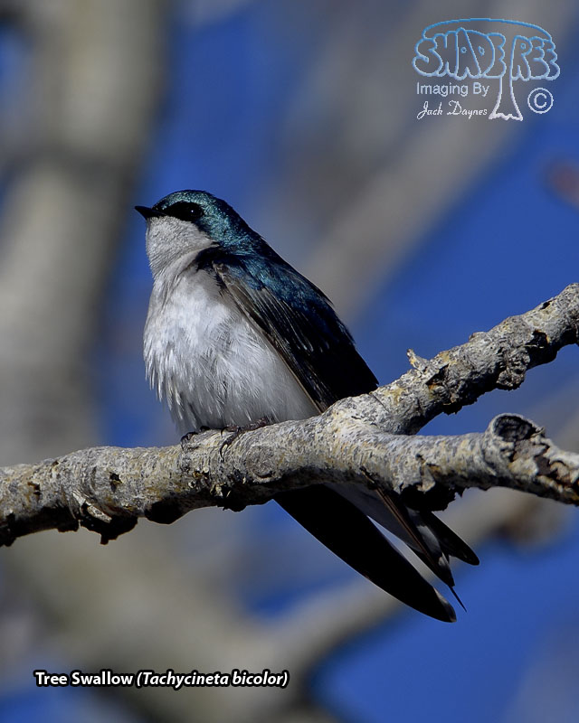 Tree Swallow - Tachycineta bicolor