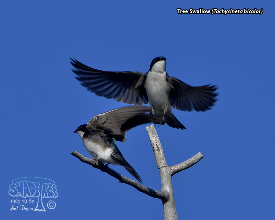 Tree Swallow - Tachycineta bicolor