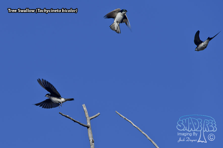 Tree Swallow - Tachycineta bicolor