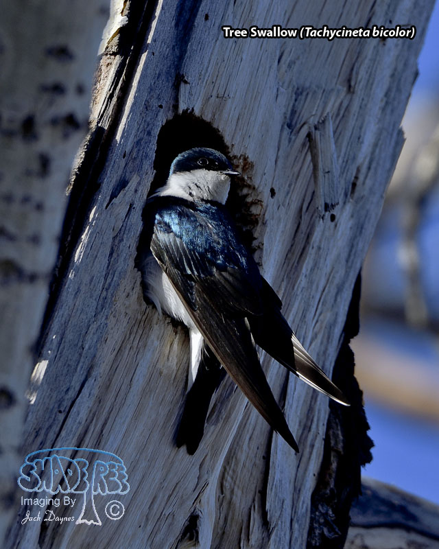 Tree Swallow - Tachycineta bicolor