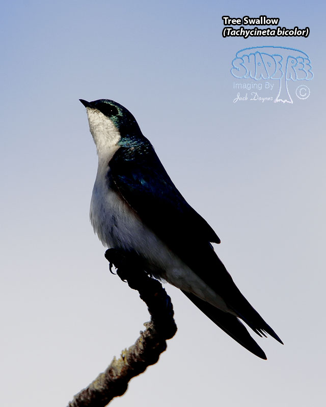 Tree Swallow - Tachycineta bicolor