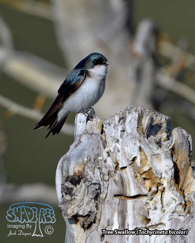 Tree Swallow - Tachycineta bicolor