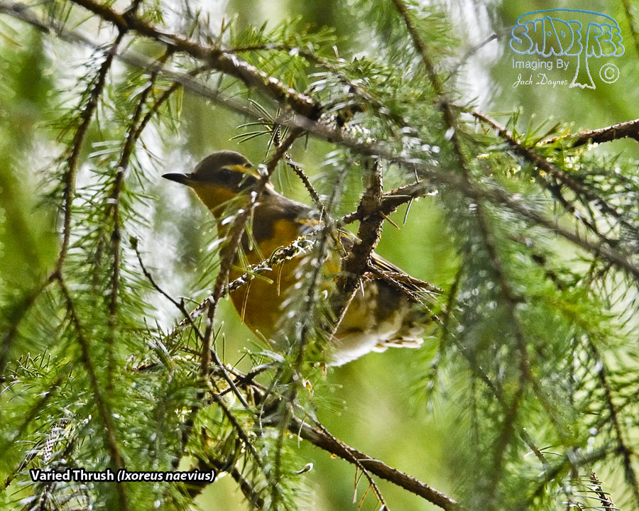 Varied Thrush - Ixoreus naevius