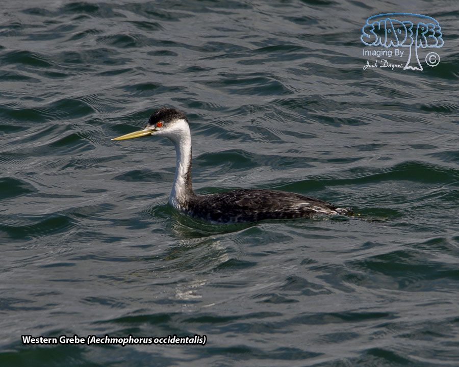 Western Grebe - Aechmophorus occidentalis