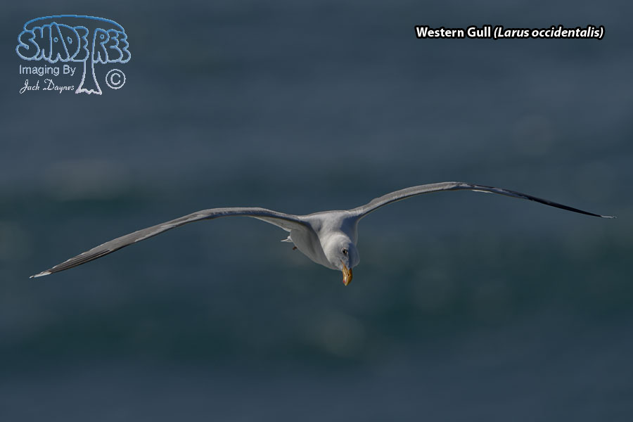 Western Gull - Larus occidentalis