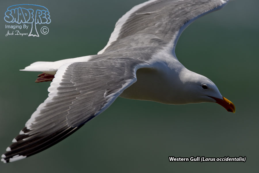 Western Gull - Larus occidentalis