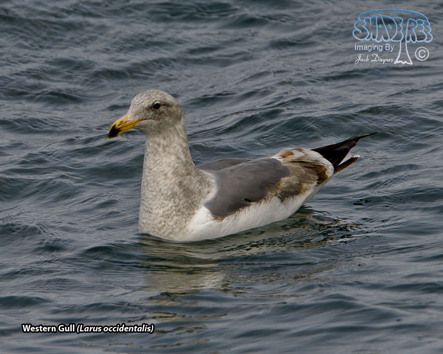 Western Gull - Larus occidentalis