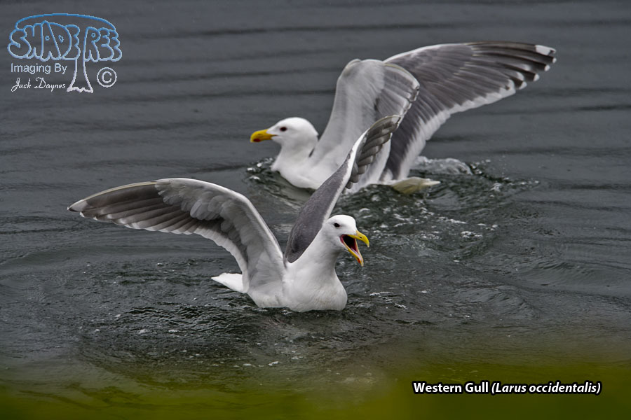 Western Gull - Larus occidentalis