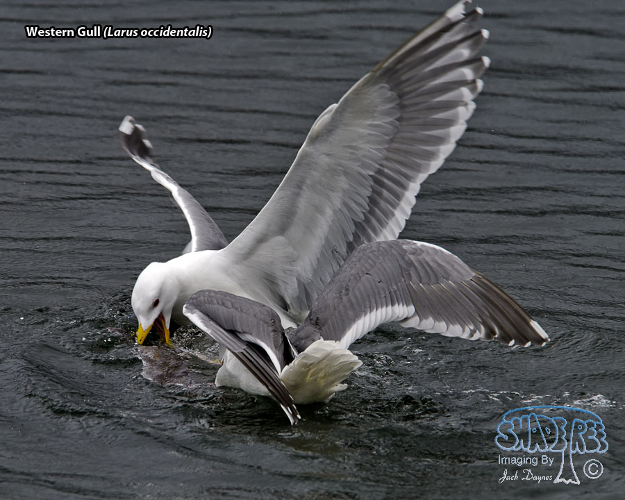Western Gull - Larus occidentalis