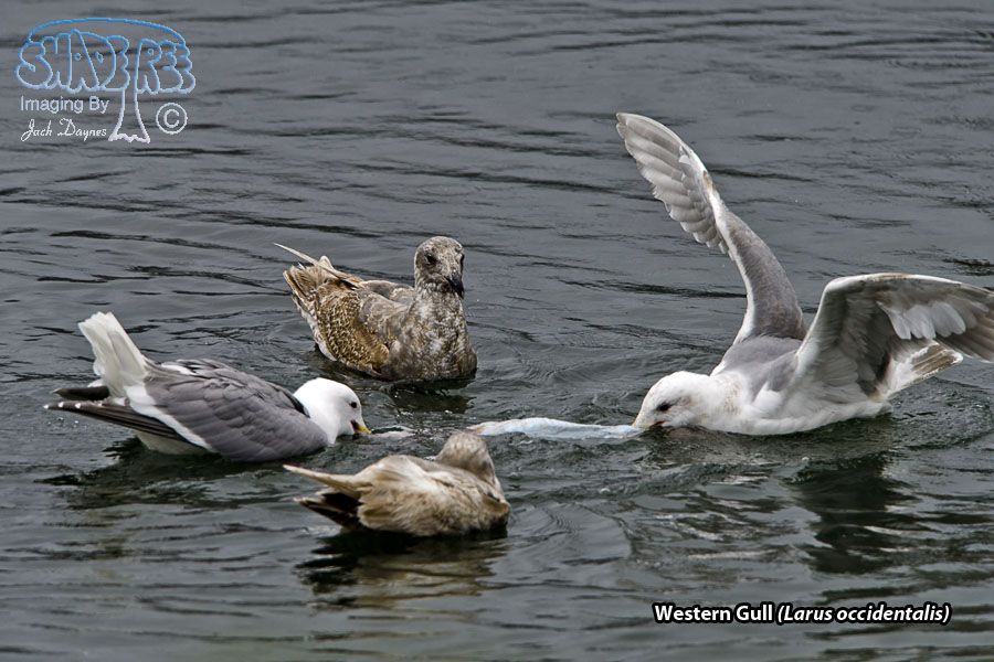Western Gull - Larus occidentalis