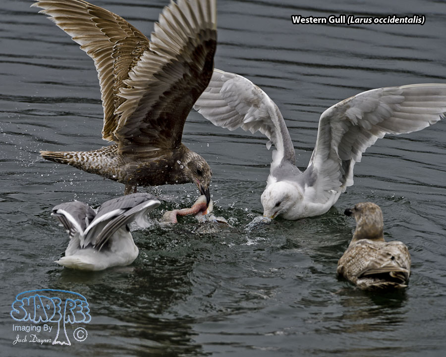 Western Gull - Larus occidentalis