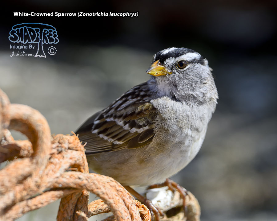 White-Crowned Sparrow - Zonotrichia leucophrys