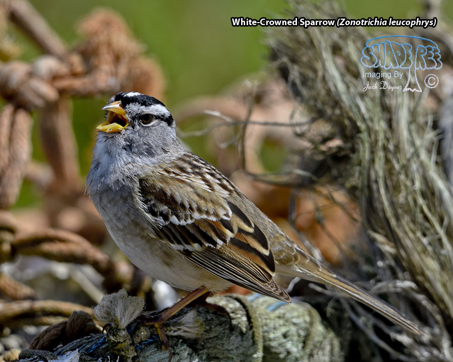 White-Crowned Sparrow - Zonotrichia leucophrys
