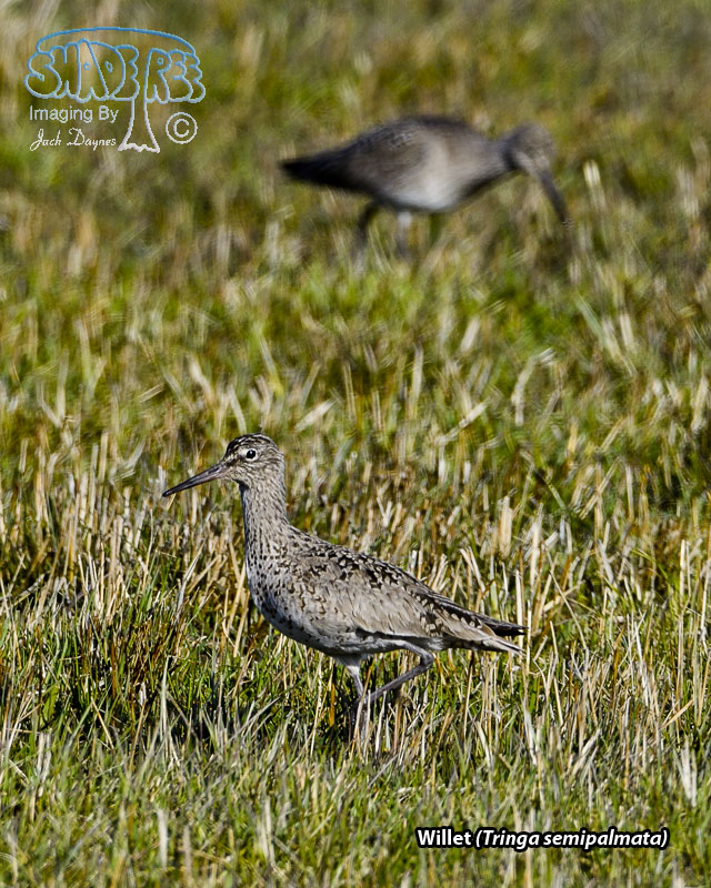 Willet - Tringa semipalmata