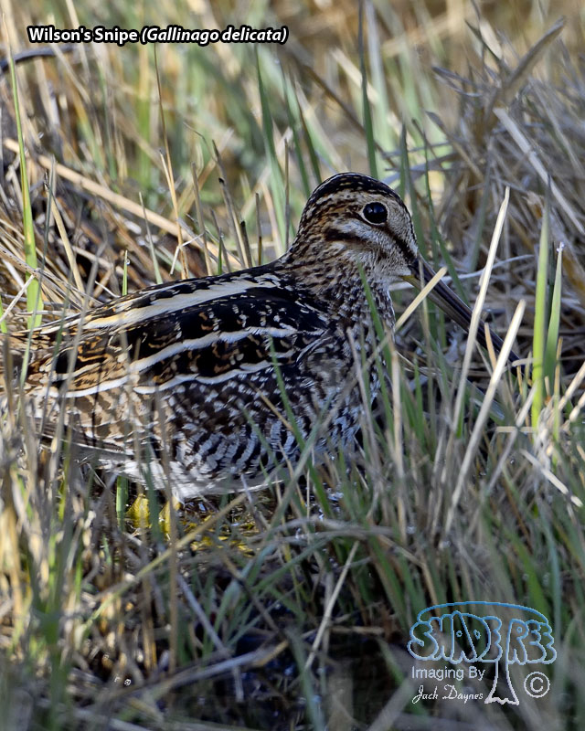 Wilson's Snipe - Gallinago delicata