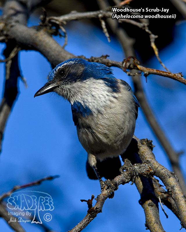 Woodhouse's Scrub-Jay - Aphelocoma woodhouseii