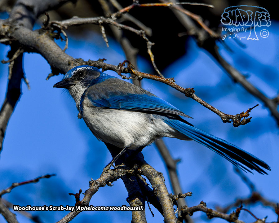 Woodhouse's Scrub-Jay - Aphelocoma woodhouseii