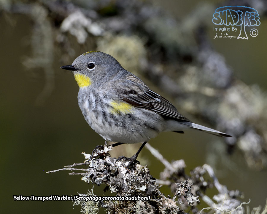 Yellow-Rumped Warbler - Setophaga coronata auduboni